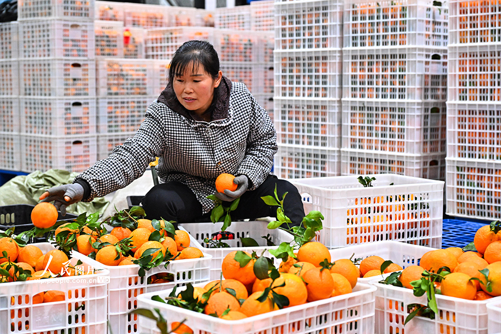 四川仁寿：柑橘丰收 分拣销售忙【2】