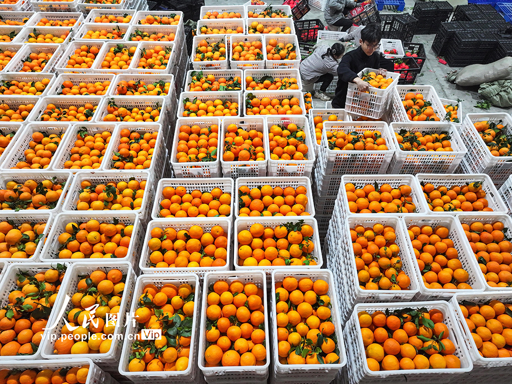 四川仁寿：柑橘丰收 分拣销售忙【4】