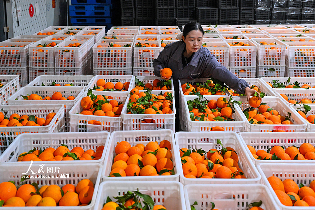 四川仁寿：柑橘丰收 分拣销售忙【5】