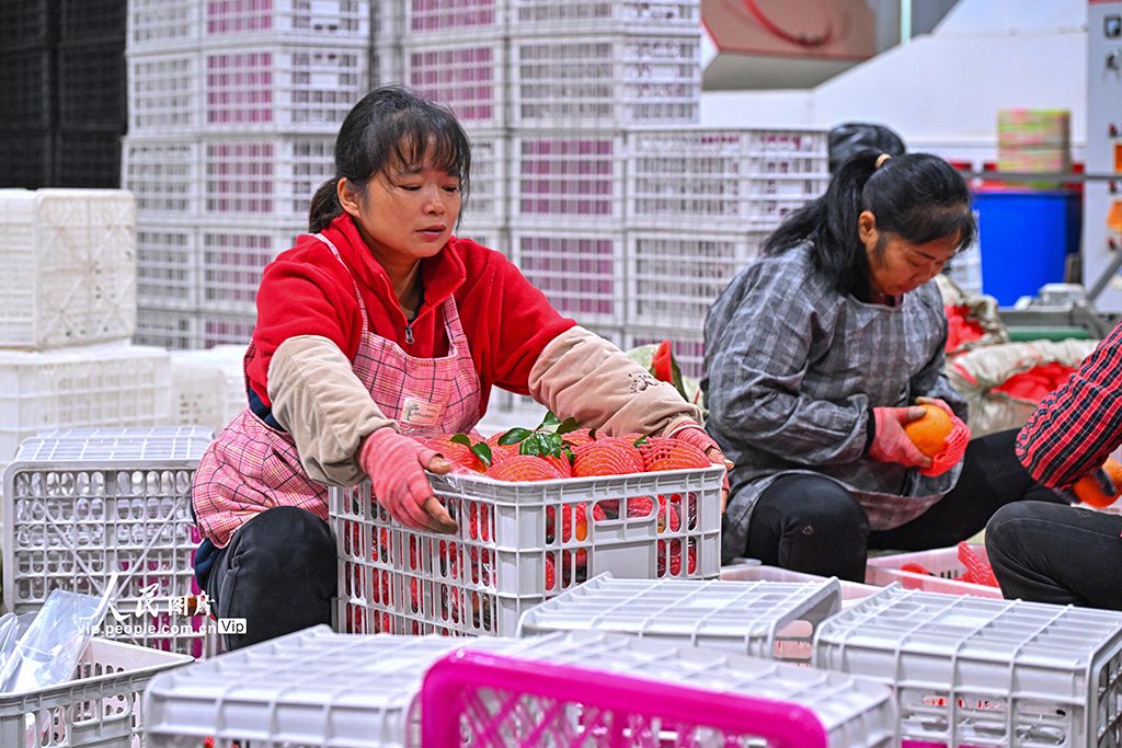 四川仁寿：柑橘丰收 分拣销售忙【6】