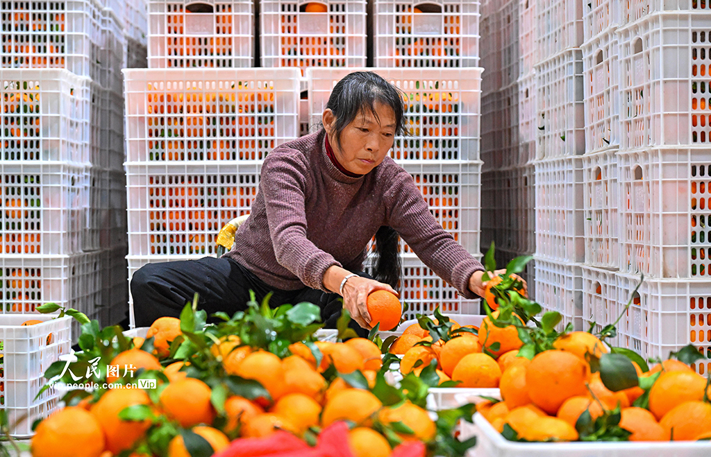 四川仁寿：柑橘丰收 分拣销售忙【7】
