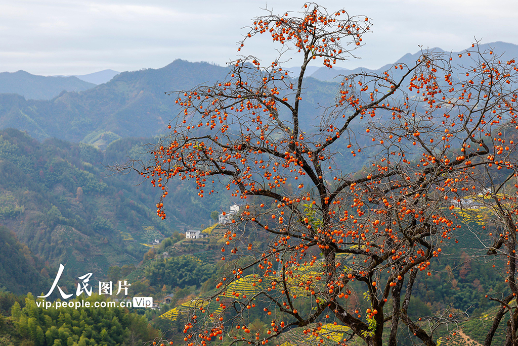 安徽歙县：山乡景色美【4】