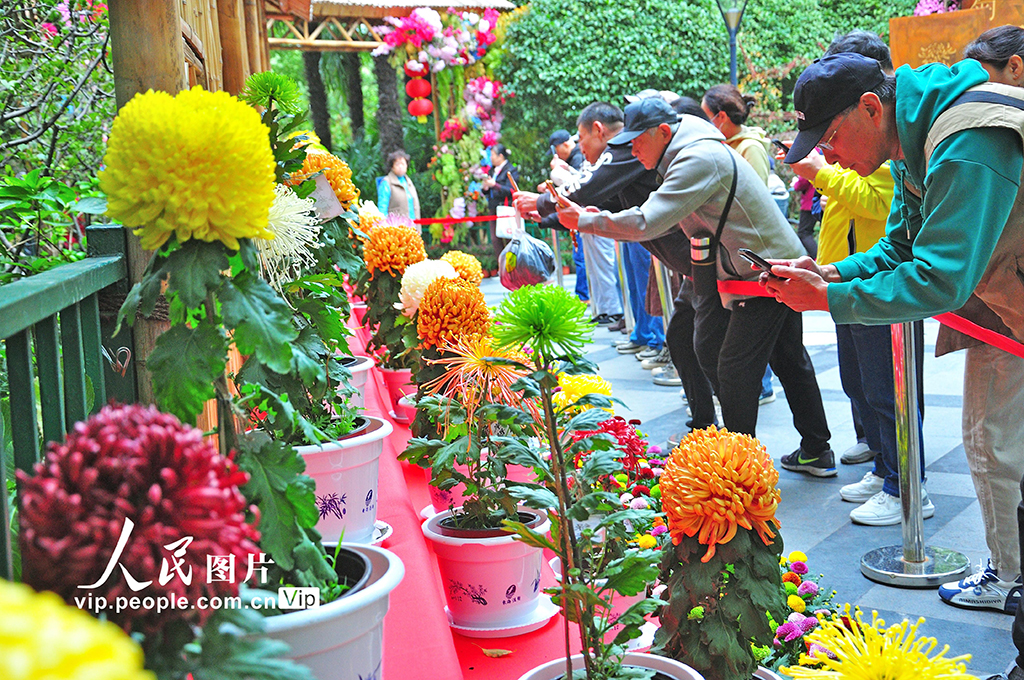 上海：宜川公园菊花展开放【2】