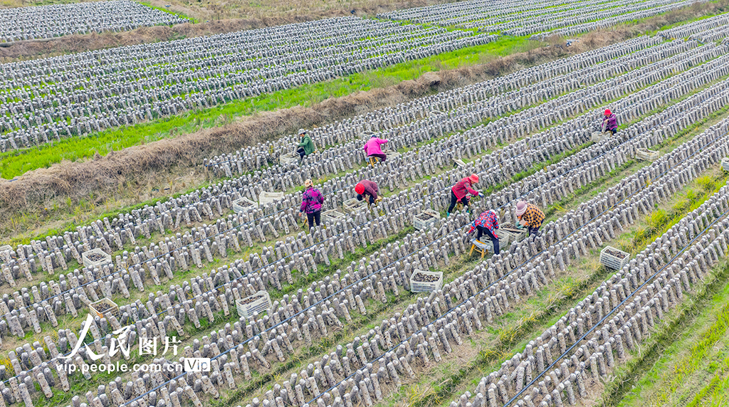 江西新干：采收木耳【3】