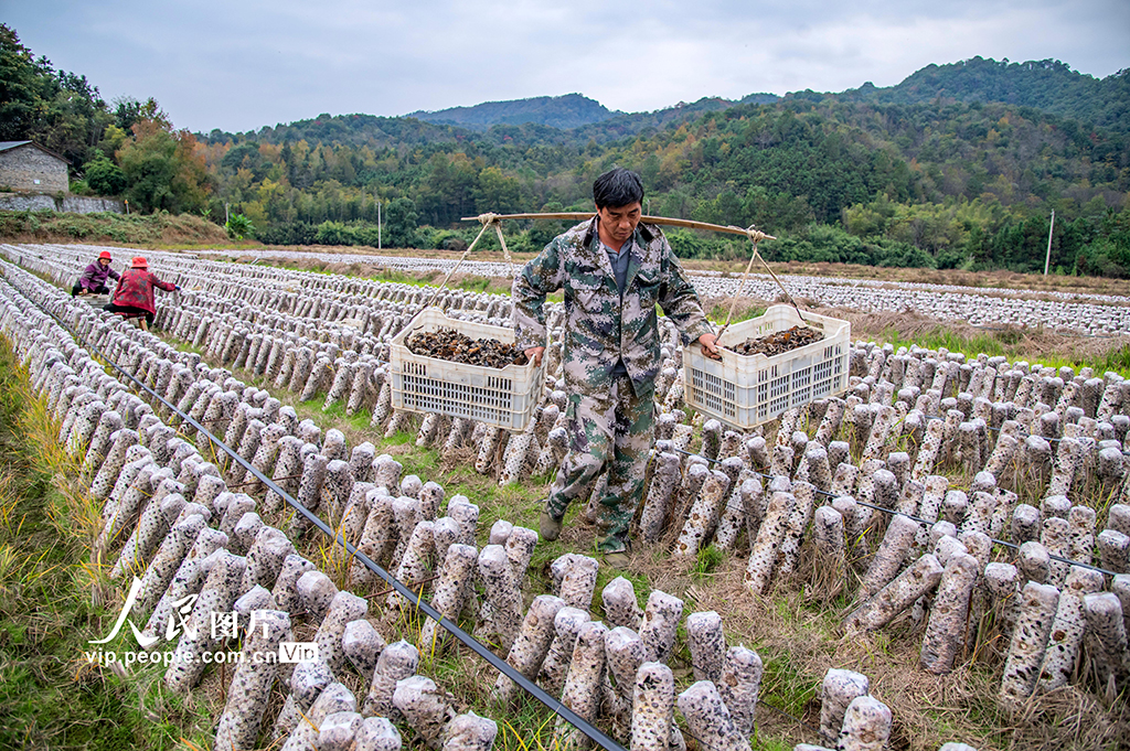 江西新干：采收木耳【2】