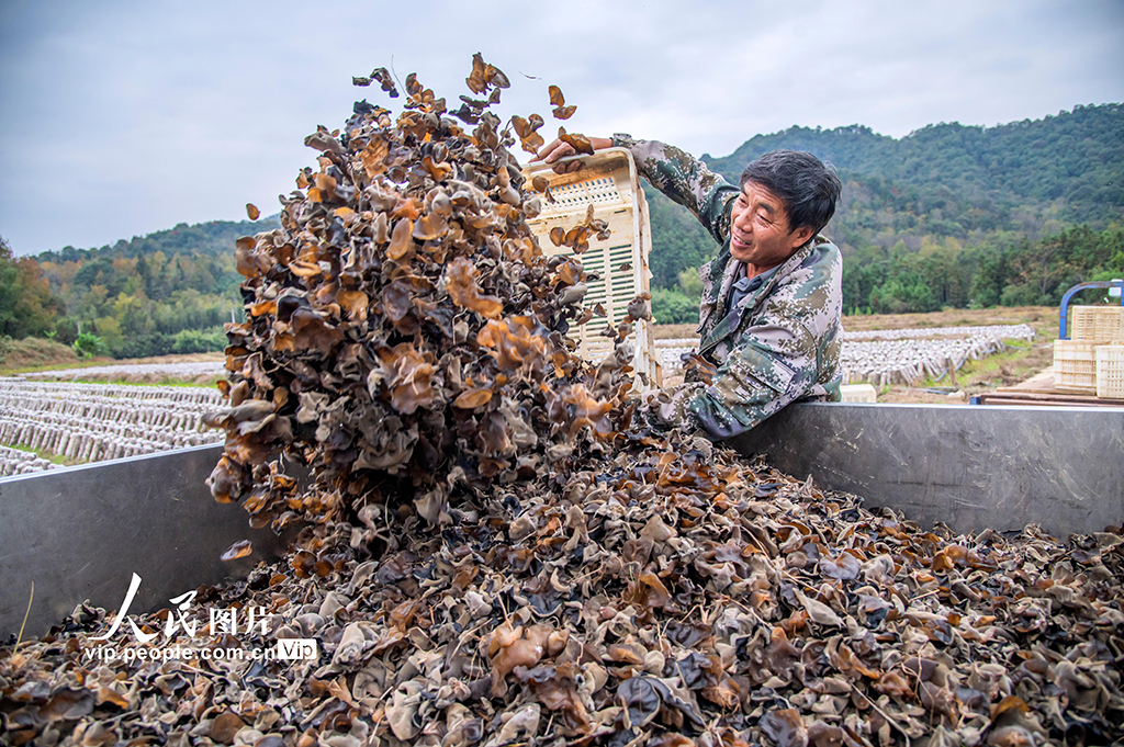 江西新干：采收木耳