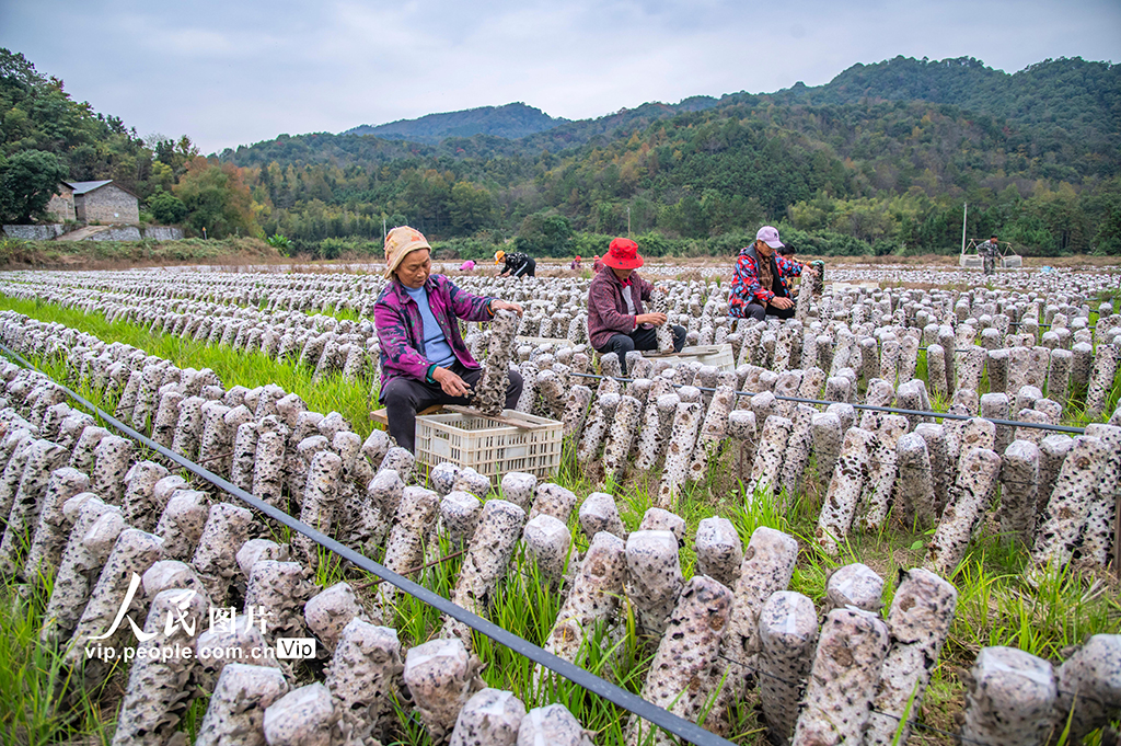 江西新干：采收木耳【4】