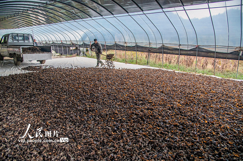 江西新干：采收木耳【5】