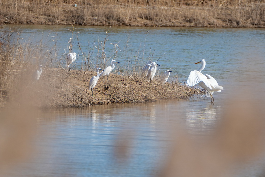 11月13日，在黄河三角洲国家级自然保护区，白鹭在湿地休憩。