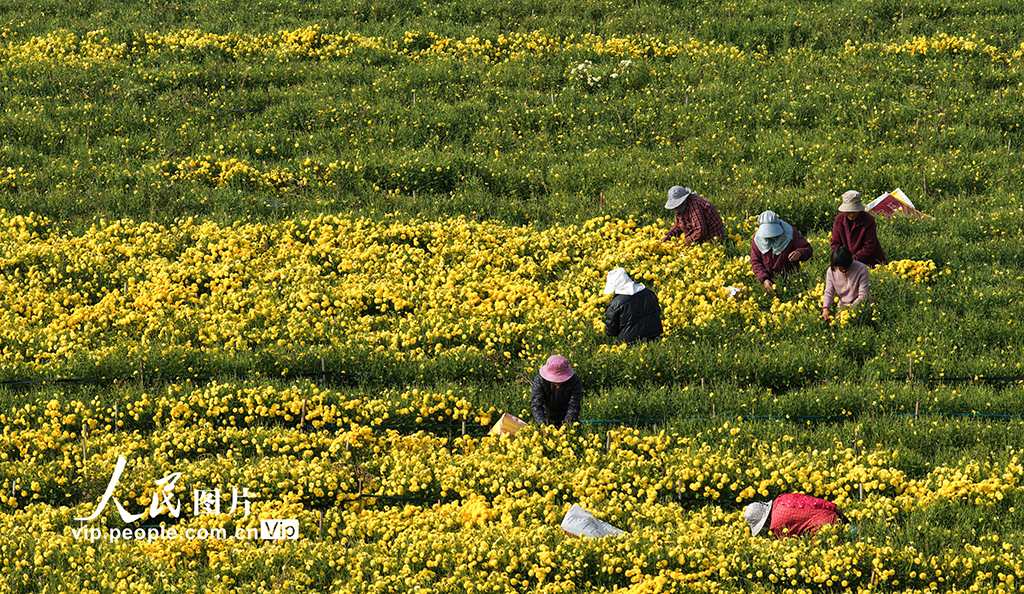 山东枣庄：金菊丰收采摘忙【3】