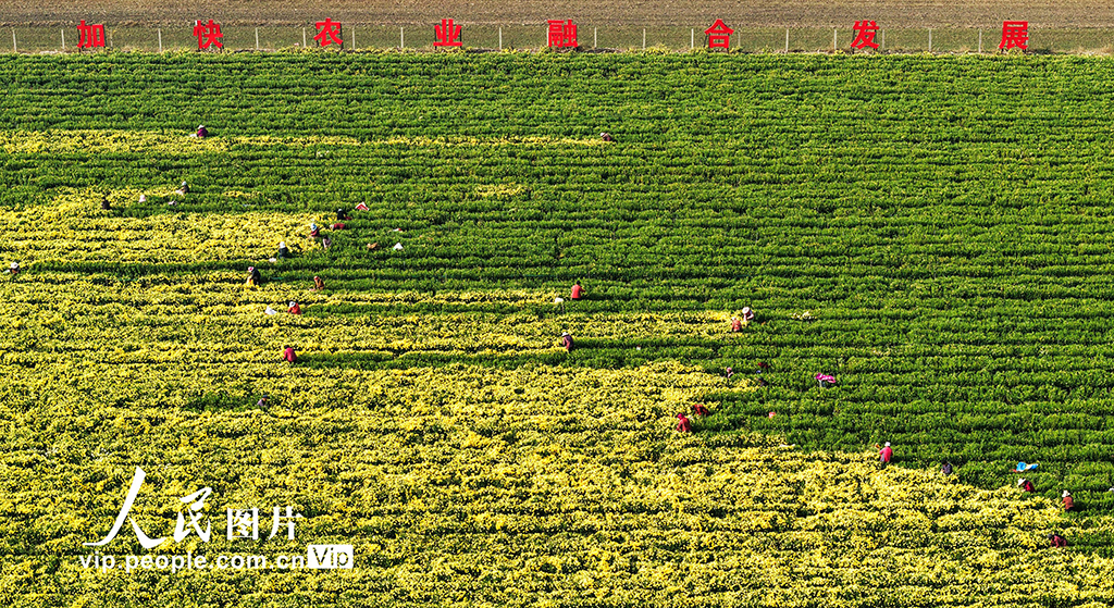 山东枣庄：金菊丰收采摘忙【4】