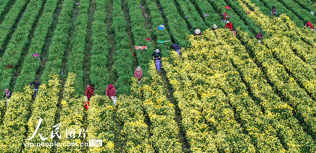 山东枣庄：金菊丰收采摘忙【5】