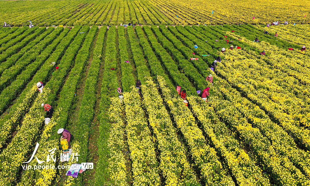 山东枣庄：金菊丰收采摘忙【6】