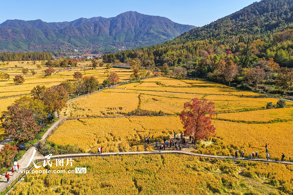 安徽黟县：多彩乌桕引客来【3】