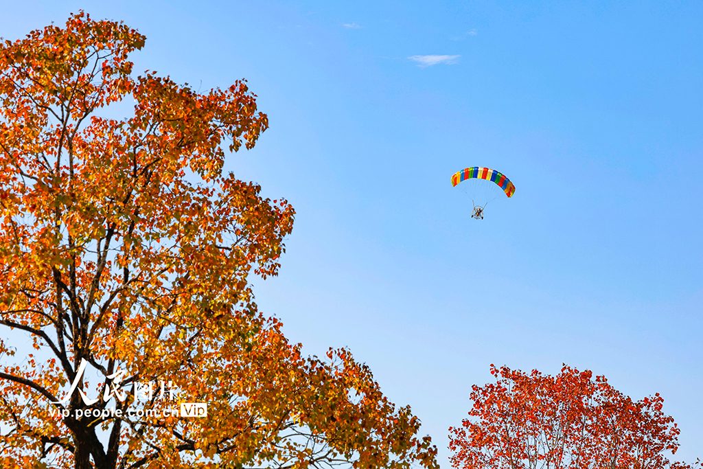 安徽黟县:多彩乌桕引客来【4】