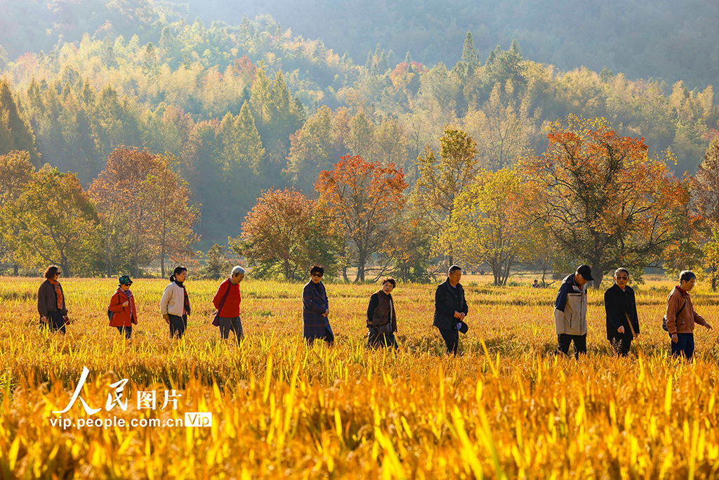 安徽黟县：多彩乌桕引客来【2】