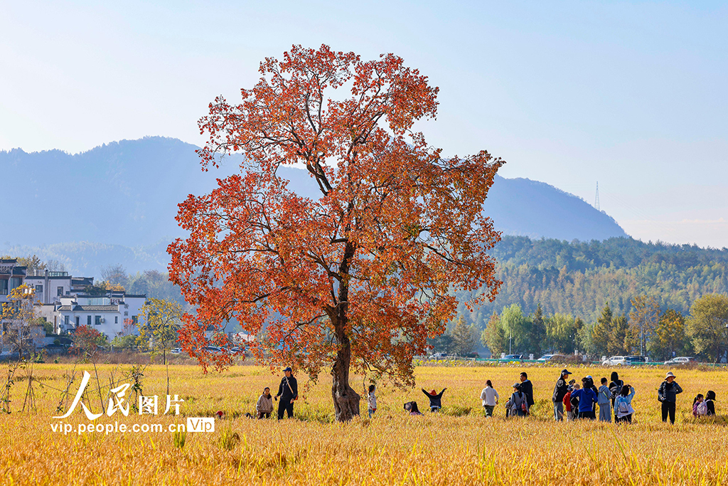 安徽黟县：多彩乌桕引客来