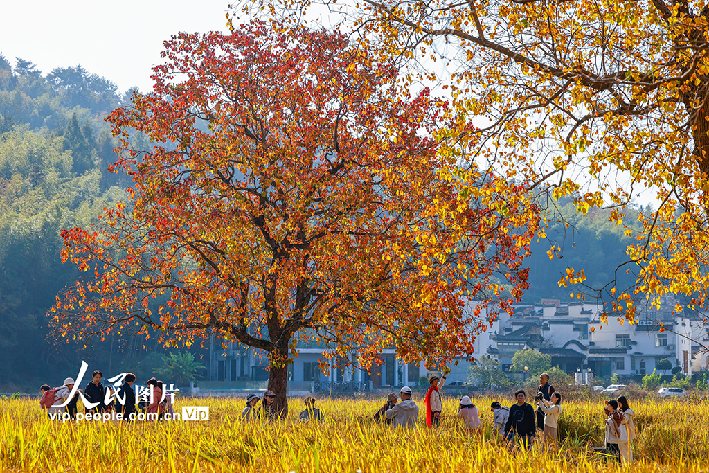 安徽黟县:多彩乌桕引客来【5】