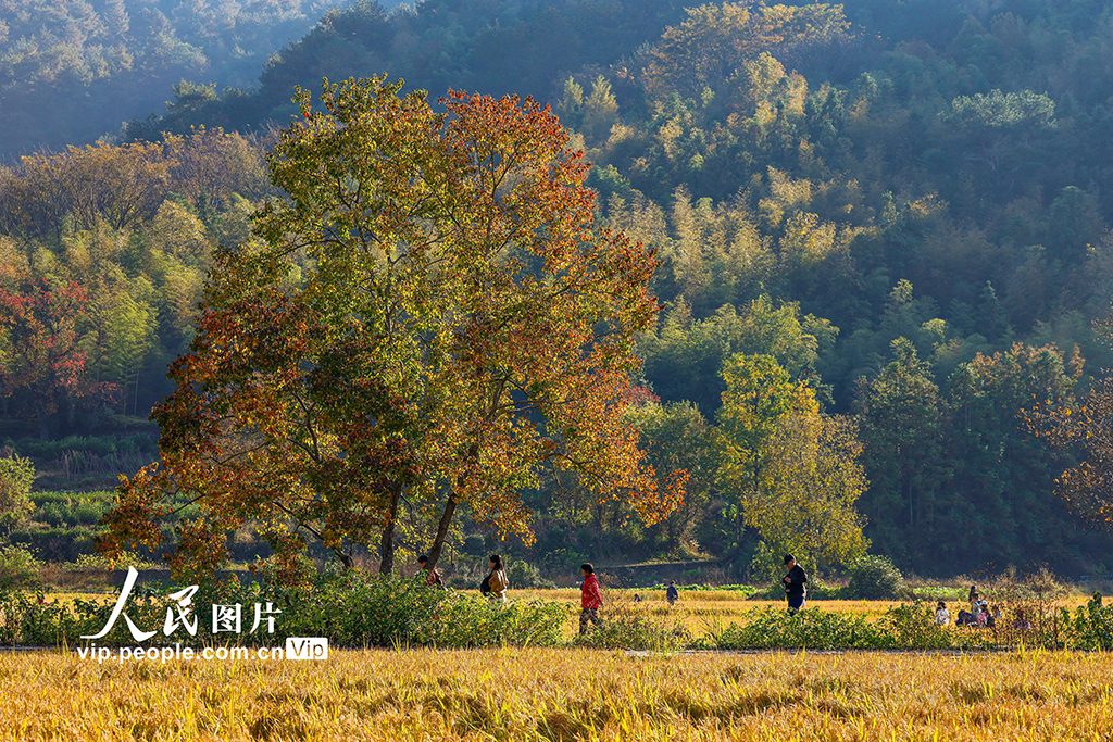 安徽黟县:多彩乌桕引客来【6】
