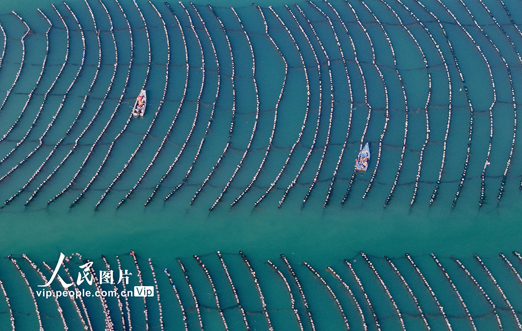 山东烟台：积极建设海洋牧场【5】