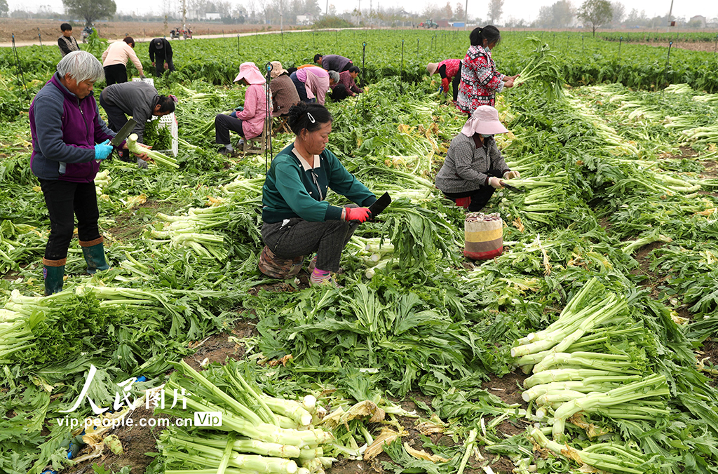 安徽蒙城：抢收芥菜 供应市场【2】