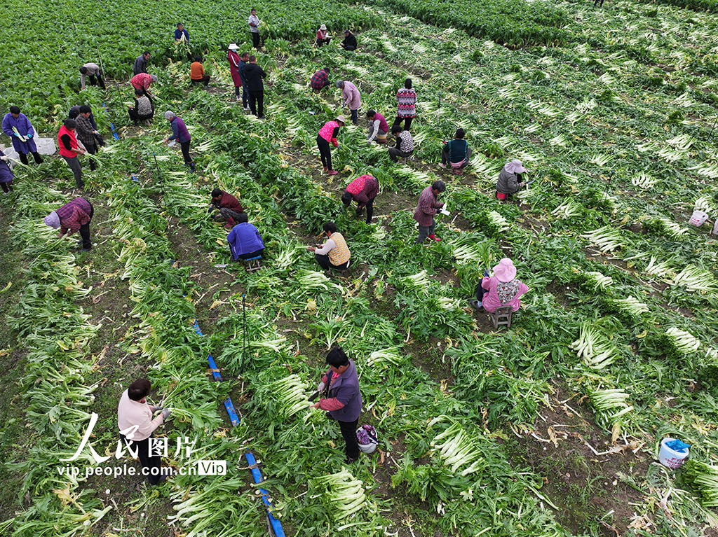安徽蒙城：抢收芥菜 供应市场【3】