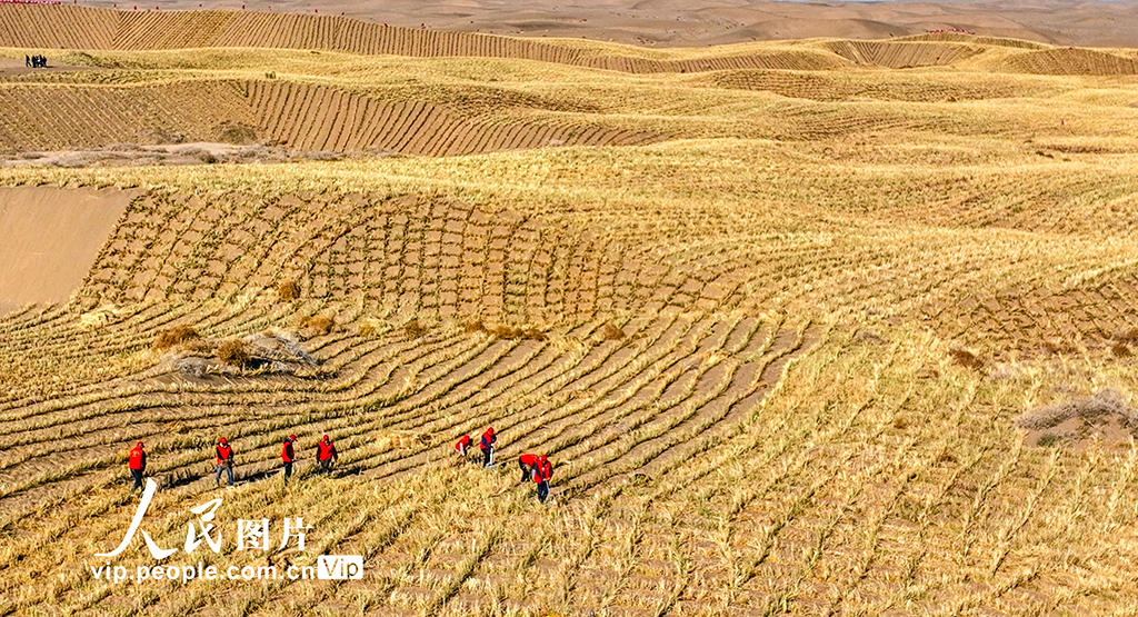 甘肃肃南:巴丹吉林沙漠“锁边”忙【4】
