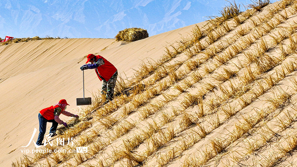 甘肃肃南:巴丹吉林沙漠“锁边”忙【5】