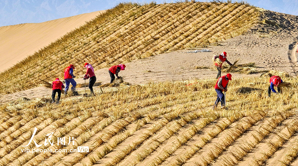 甘肃肃南:巴丹吉林沙漠“锁边”忙【6】