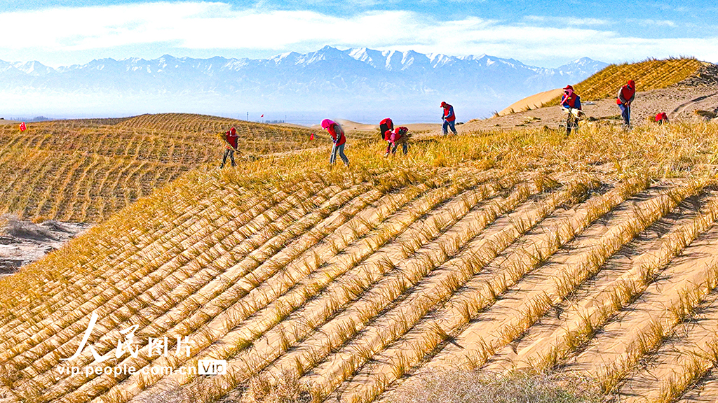 甘肃肃南:巴丹吉林沙漠“锁边”忙【7】