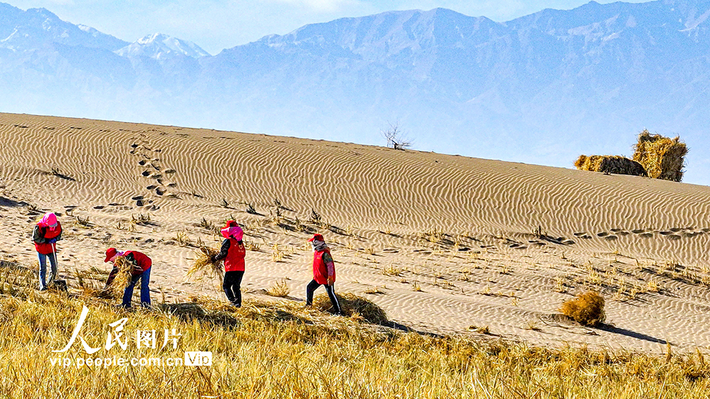 甘肃肃南:巴丹吉林沙漠“锁边”忙【8】