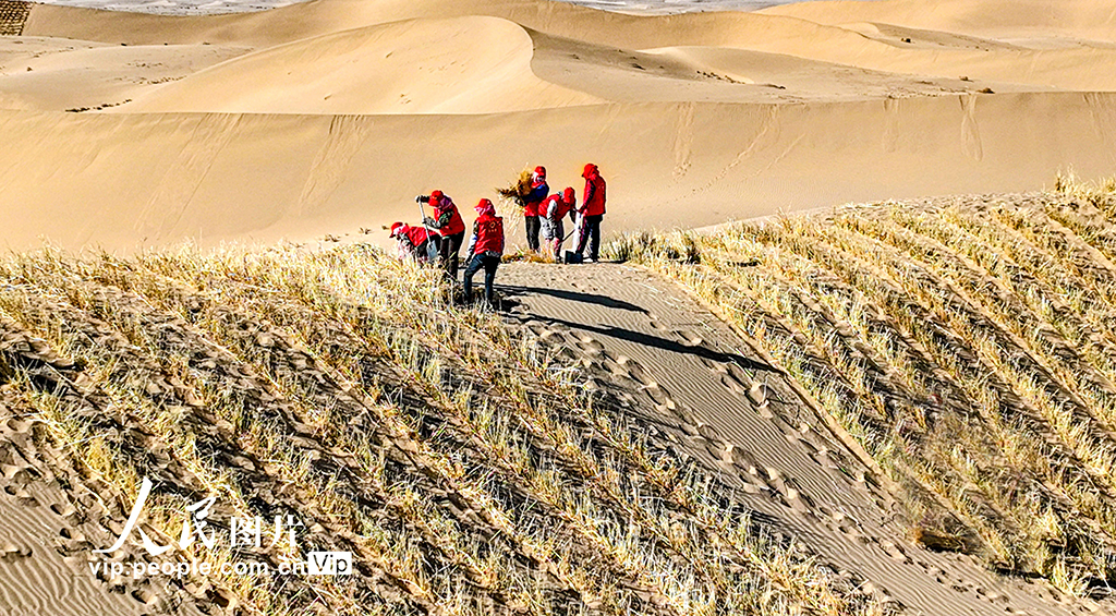 甘肃肃南:巴丹吉林沙漠“锁边”忙【10】