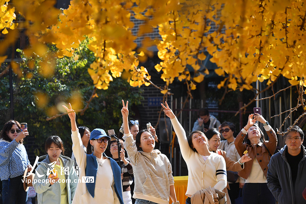山东青岛：千年古银杏树引客来【2】