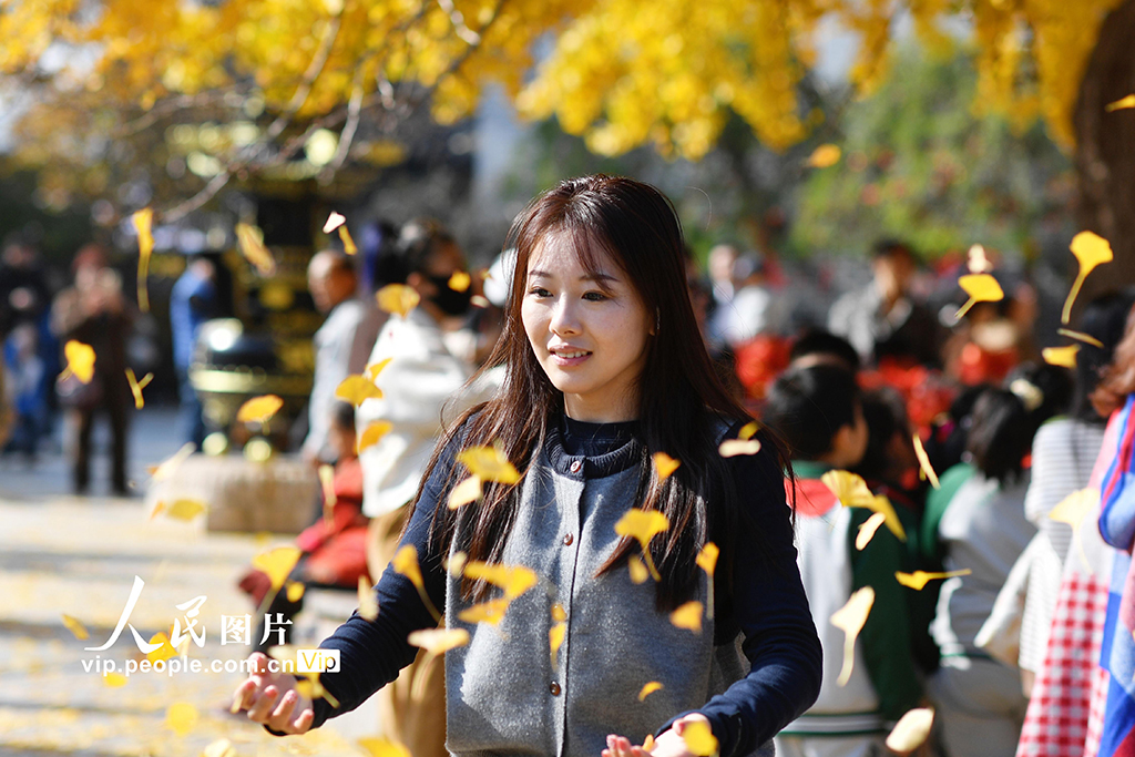 山东青岛：千年古银杏树引客来【3】