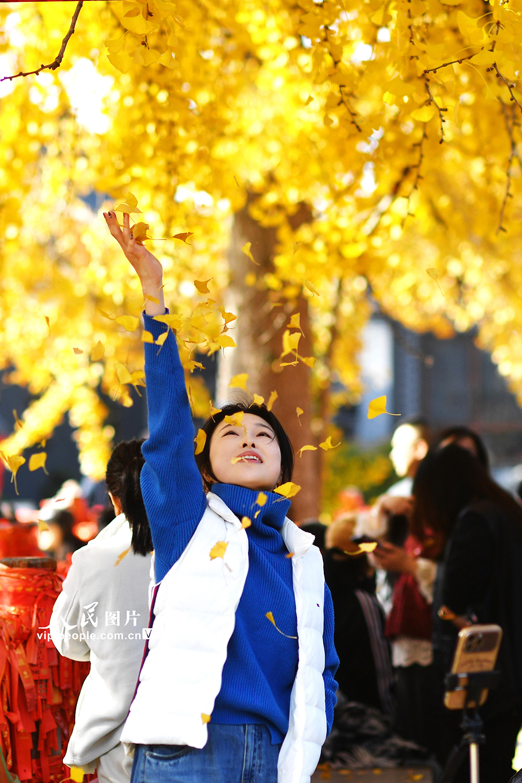 山东青岛：千年古银杏树引客来【4】