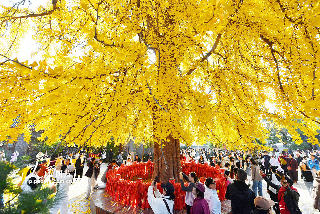 山东青岛：千年古银杏树引客来【5】