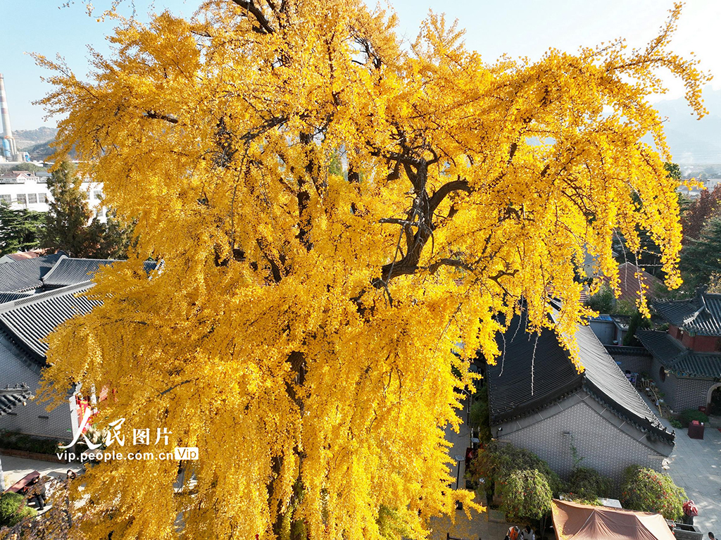 山东青岛：千年古银杏树引客来【6】