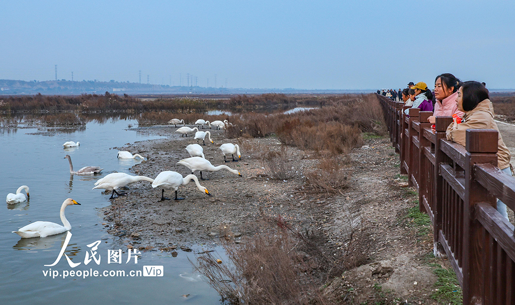 山西运城：野生大天鹅飞抵盐湖湿地【3】