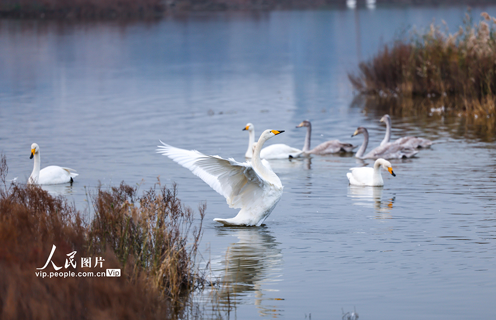 山西运城：野生大天鹅飞抵盐湖湿地【2】