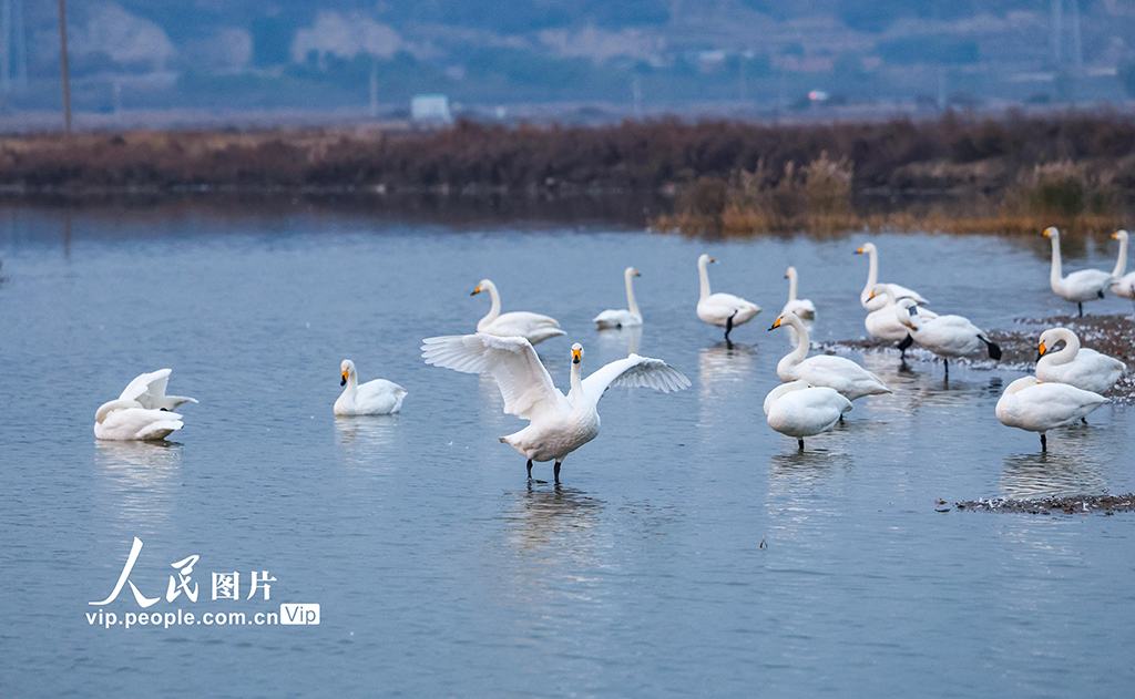 山西运城：野生大天鹅飞抵盐湖湿地【4】