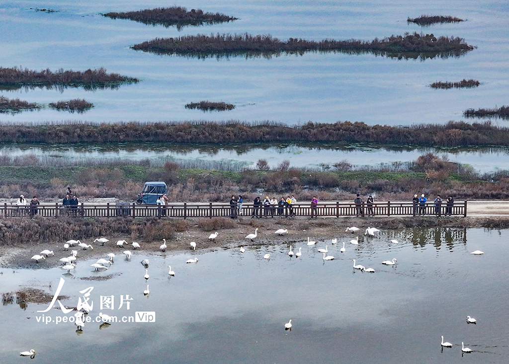山西运城：野生大天鹅飞抵盐湖湿地【6】