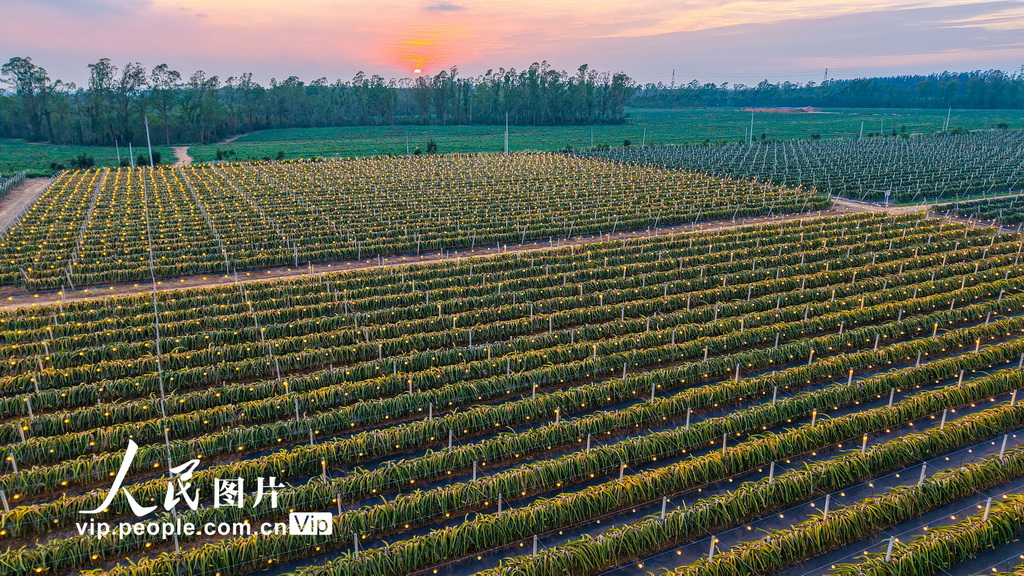 广西合浦:火龙果基地灯光璀璨【2】