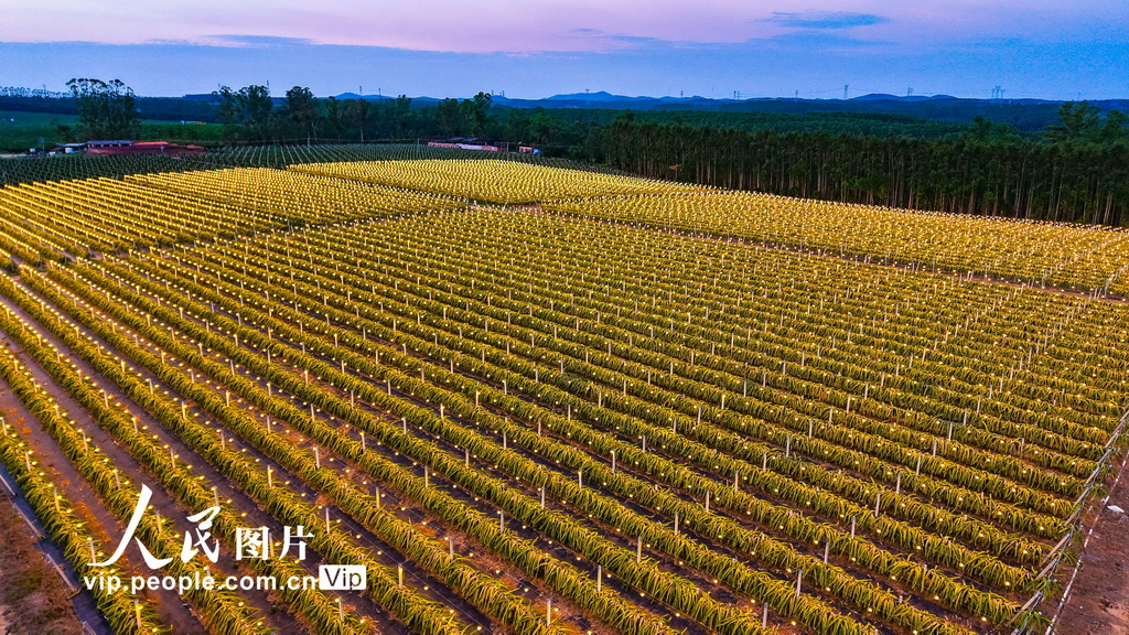 广西合浦:火龙果基地灯光璀璨【3】