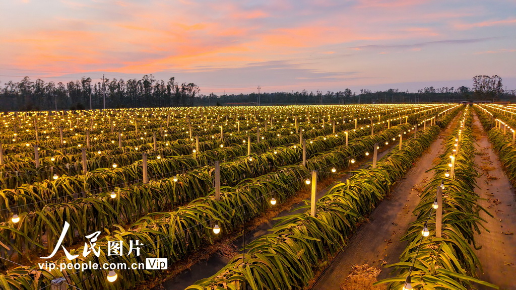 广西合浦：火龙果基地灯光璀璨【4】