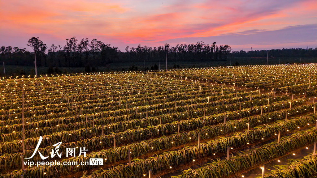 广西合浦：火龙果基地灯光璀璨【5】