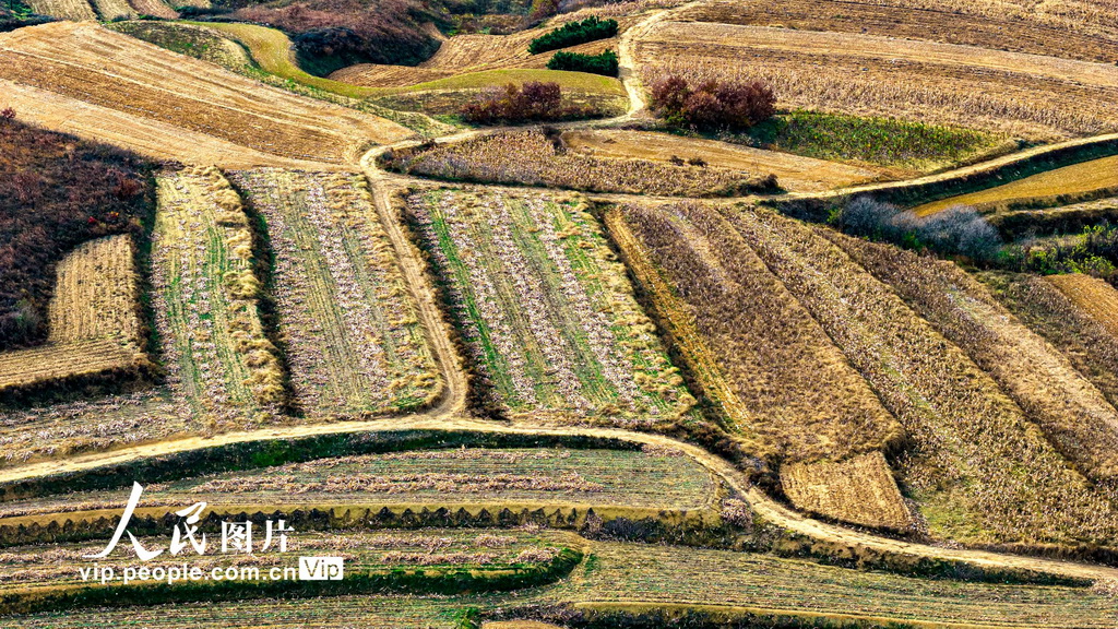 山东青岛:冬日梯田景如画【3】