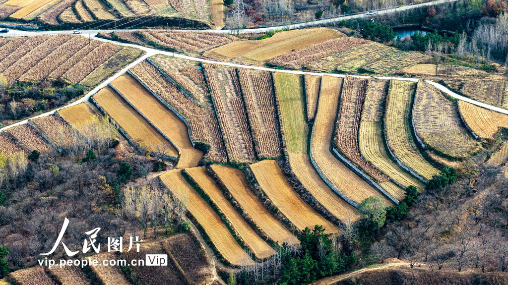 山东青岛:冬日梯田景如画【4】