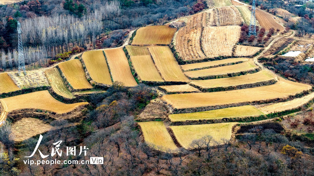 山东青岛：冬日梯田景如画【5】