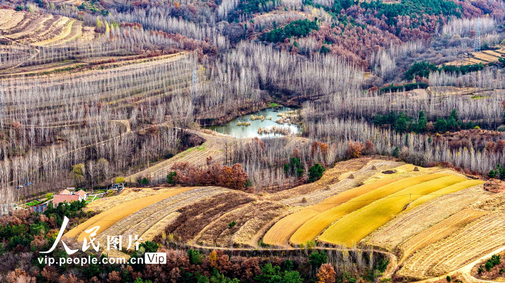 山东青岛：冬日梯田景如画【6】