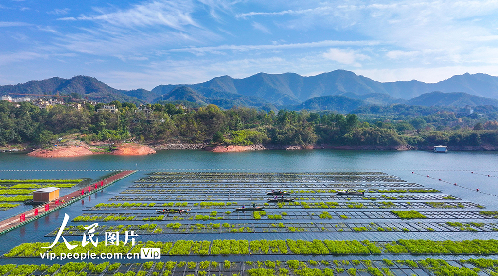 浙江淳安:湖上菜园“整地”忙【5】